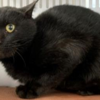 処分対象になります。収容期限11/14朝迄