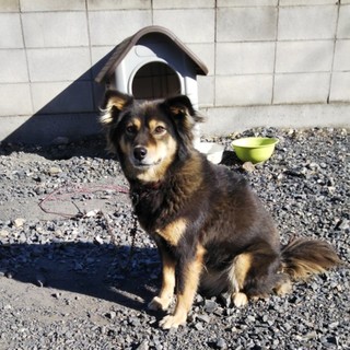 頭の良い利口な雌犬です。不妊処置済み。