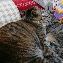 猫団子の冬、到来！