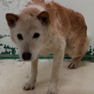 【動画あり】残りの犬生を全うさせてください。