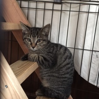 お外暮らしだった３兄妹のバイオレットちゃん