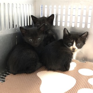 小さな3兄弟。収容期限11/14朝迄