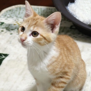 ききょう家族募集中