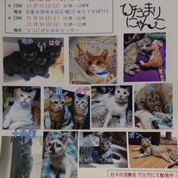 保護猫の譲渡会　名張市