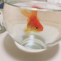 丸くて可愛い金魚