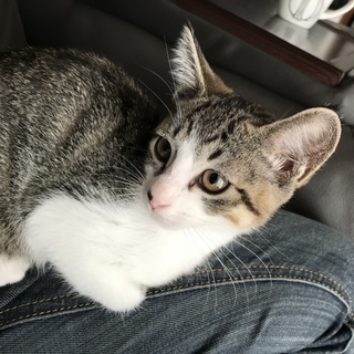 8月生まれ生後約3ヶ月の仔猫♀仮名ミニサイズ