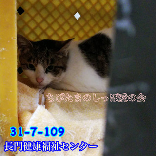 丸顔が可愛い白キジ猫  109