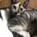 お目目ぱっちり、小顔でスレンダーなサビ美猫ちゃん