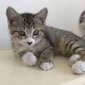 8月生まれ生後約3ヶ月の仔猫♀仮名もえそで