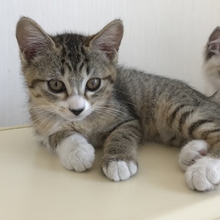 8月生まれ生後約3ヶ月の仔猫♀仮名もえそで