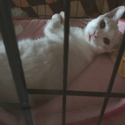 ゆきちゃん  続き