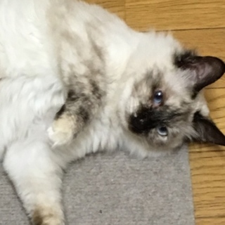 とても愛らしいヒマラヤンかシャム猫mixの女の子