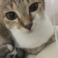 ちい