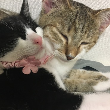 一緒に住んでいる、ちいが大好き！