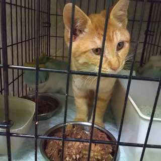 SOS 県外OK！馴れ馴れしてる茶トラ男子★ジャン