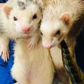 里親さん決定しました！