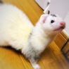里親さん決定しました！ サムネイル4