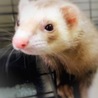 里親さん決定しました！ サムネイル5