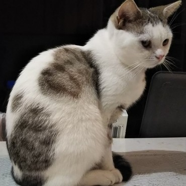 カウンターの上に座ります