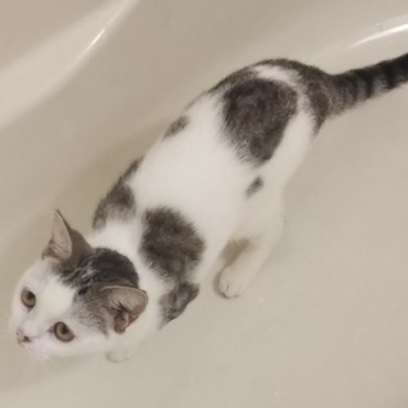 お風呂掃除のお手伝い?