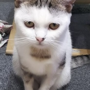 かわいい眼差し