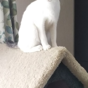 ペットタワーのてっぺん