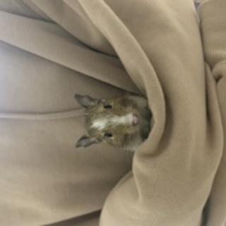 里親募集します