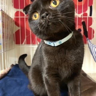 スコティッシュフォールドのシャノワくん