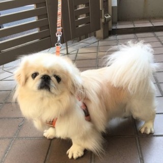 ペキニーズのむぎちゃん