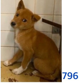 2匹兄弟で収容されています。796