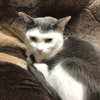 テラ