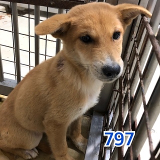 2匹兄弟で収容されています。797