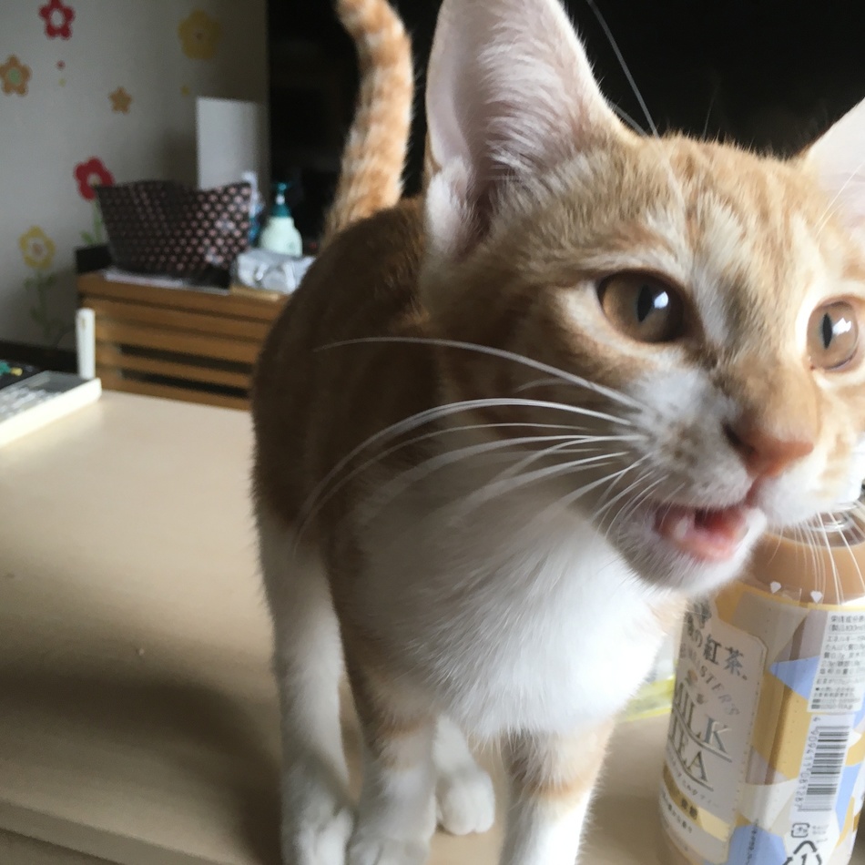 鷲尾　乙（おと）のカバー写真