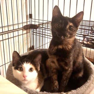 【11/10月島】ハチワレ＆三毛仲良し兄妹