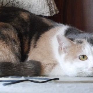 大きな目の大人しい薄色三毛猫