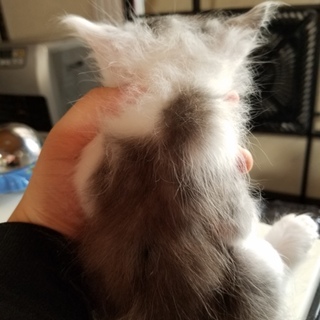 生後2・3ヶ月のちび猫ちゃん