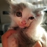 生後2・3ヶ月のちび猫ちゃん サムネイル2