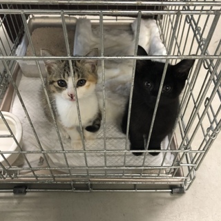 里親様が決まりました！有難うございました♡