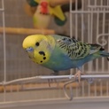 セキセイインコのオスです