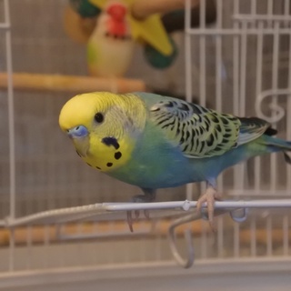 セキセイインコのオスです