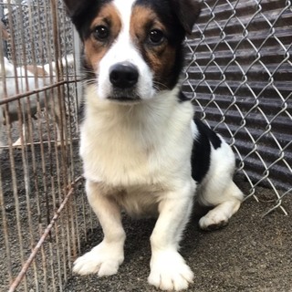 ジャックラッセルテリアのクリス君