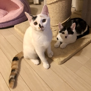 【11/10月島】スリゴロ甘えん坊仲良し兄妹カツオ