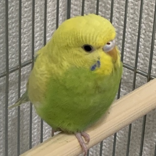 3〜4ヶ月の幼鳥です！