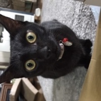 ごま