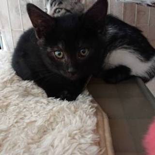 ちびくろ☆いっちゃん ３ヶ月メス