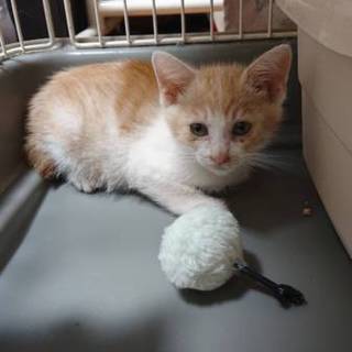 白茶ちび☆こっちゃん ３ヶ月オス