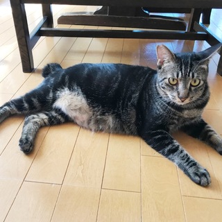 アメショー柄のイケメンくん☆