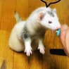 里親さん決定しました！ サムネイル2