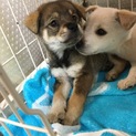 茶色のチャキちゃん、お話し中です。