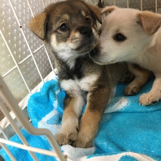 茶色のチャキちゃん、お話し中です。
